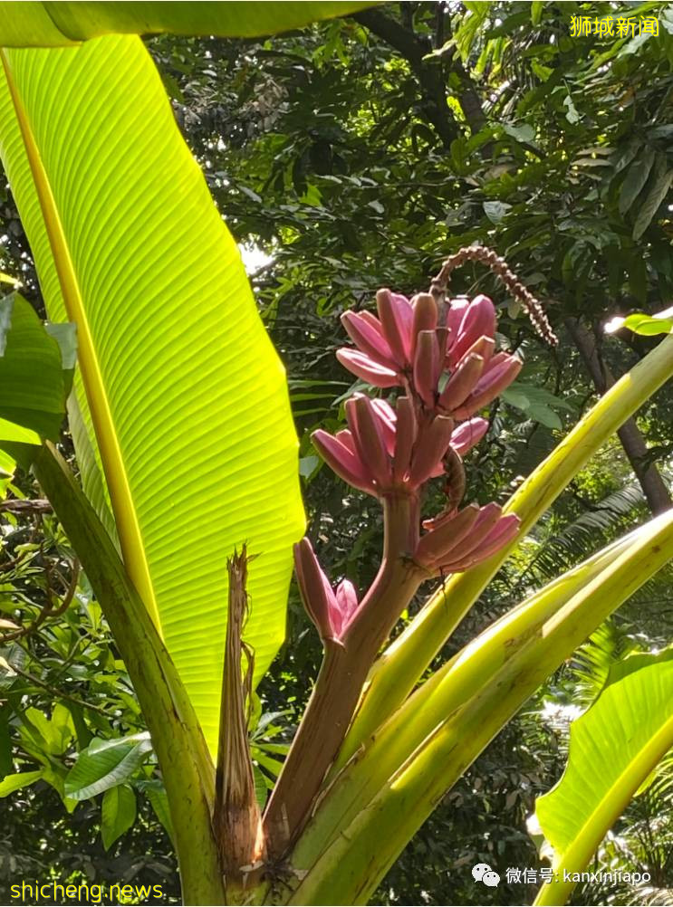 新加坡宅旅游攻略，揭秘惊喜多多的植物园