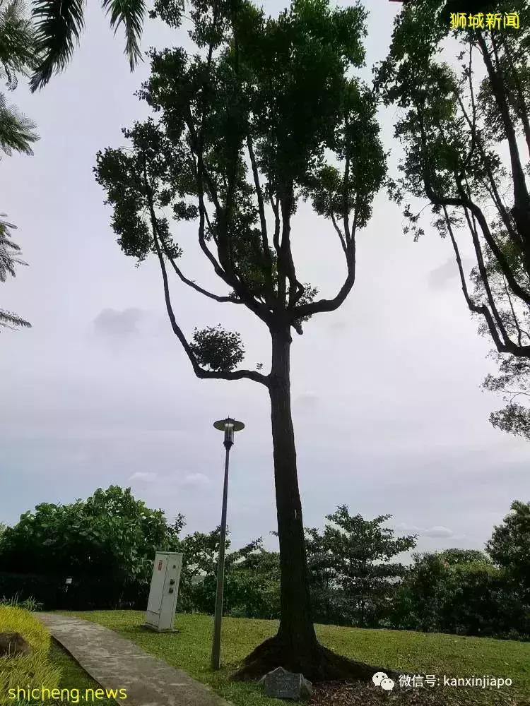 原來英國女王和鄧小平都來新加坡種過樹，地址就在這