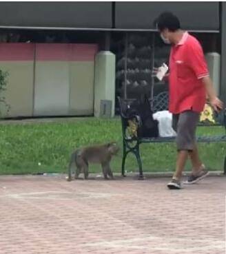 新加坡猴哥大闹地铁口，因购物袋上演“人猴大战”