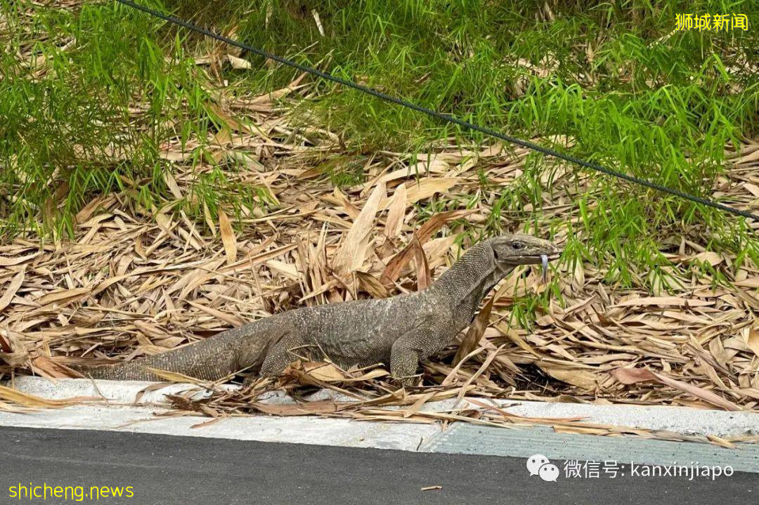 李显龙总理怎么休假？狂晒一大波美图