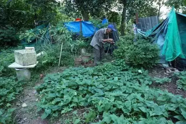 新加坡79歲老人獨自住樹林30年，非法賣菜遭取締只指望