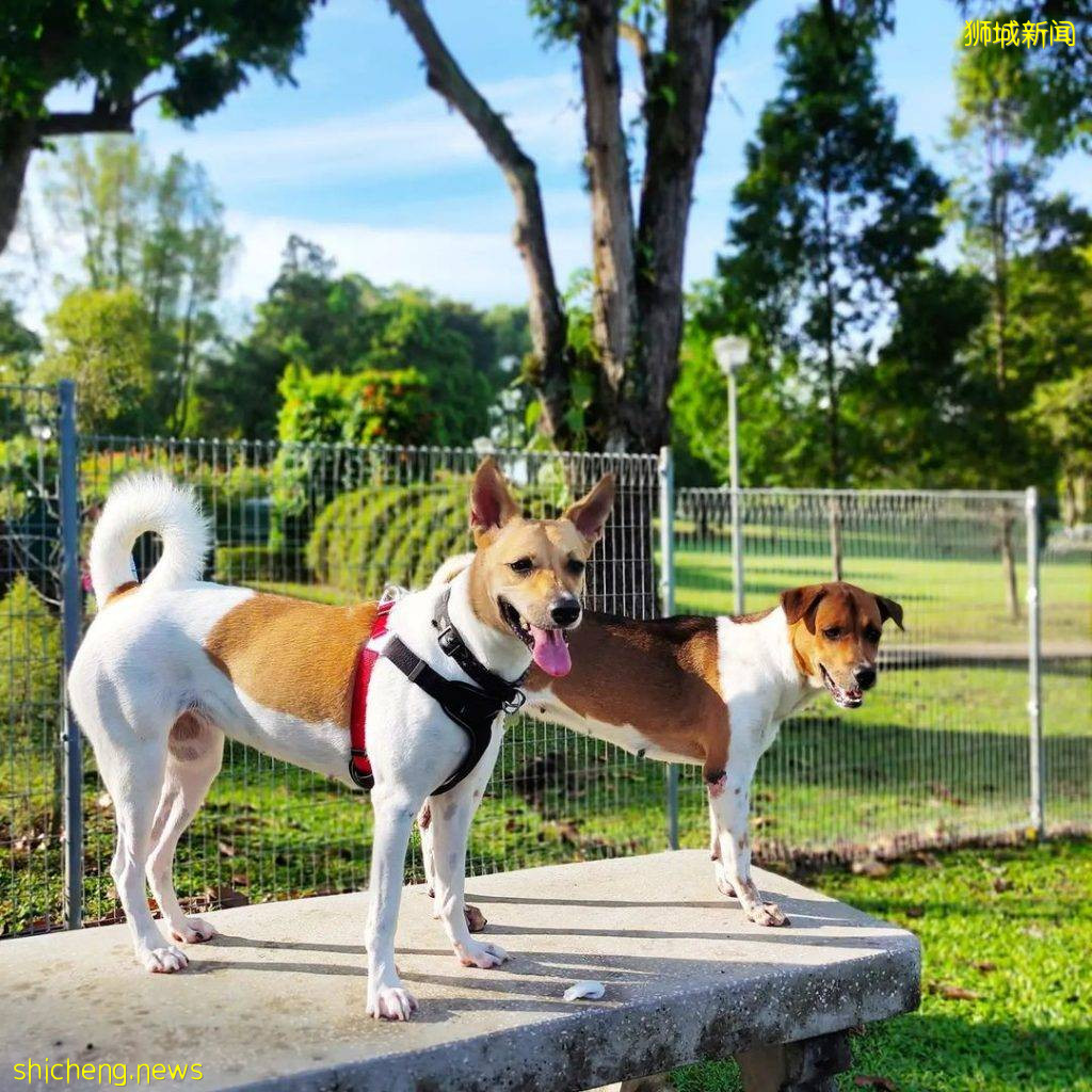 小狗也要出外透透气！精选新加坡8个遛狗公园🐕在Dog Run里快乐奔跑、尽情撒野🐾 