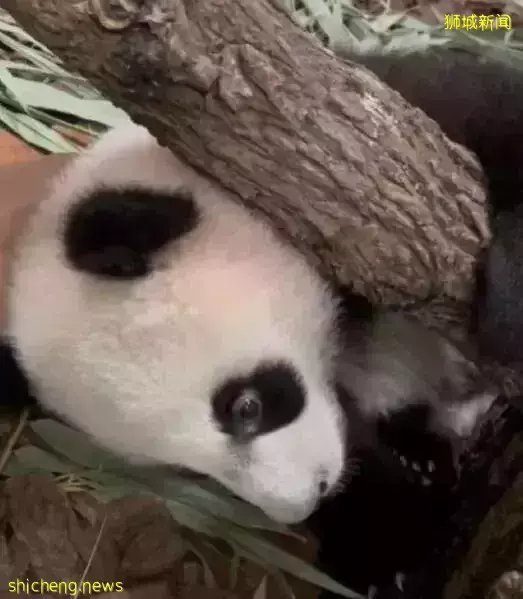 大熊猫宝宝叻叻茁壮成长，“柯基”小短腿爬树太可爱了