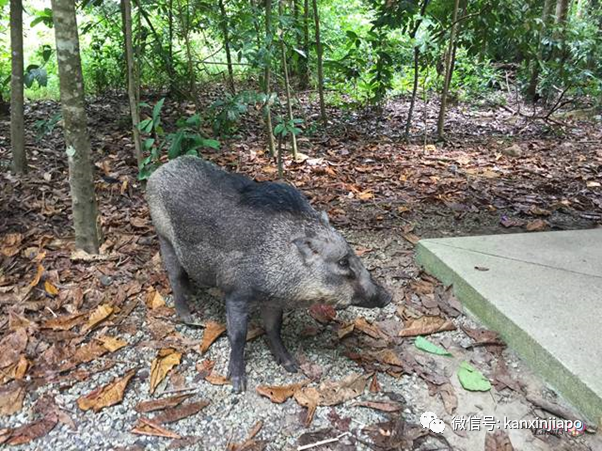 野猪夜闯组屋区紧咬女子腿拖1米后逃跑，目前全城抓捕中